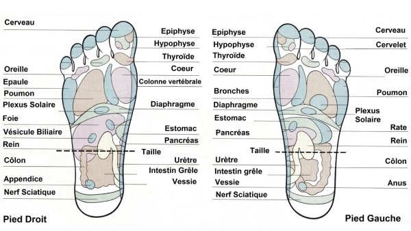Schéma de la réflexologie.